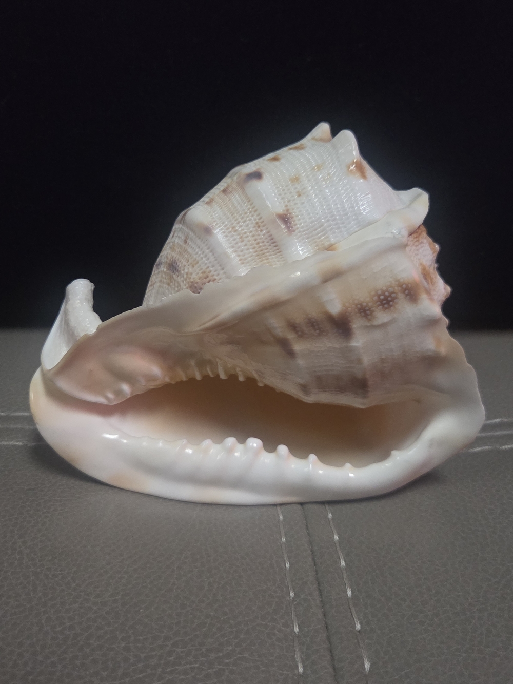 Beautiful Cassis Cornuta Shell 5” Stunning Sea Shell ~ Bin R - Picture 11 of 11